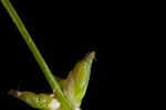 Eastern star sedge